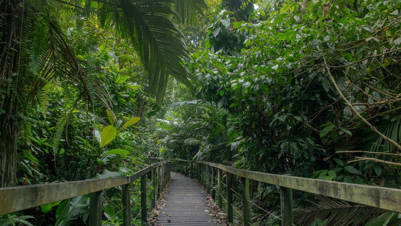 Elevated jungle walkway at ReCenter Wellness Resort